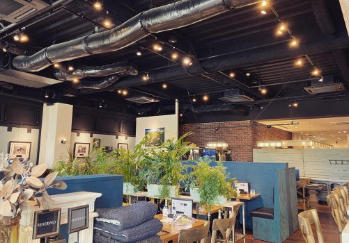 A calming space with houseplants