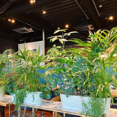 Stylish houseplant