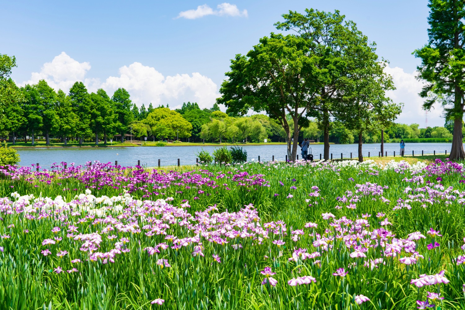水元公園の花菖蒲