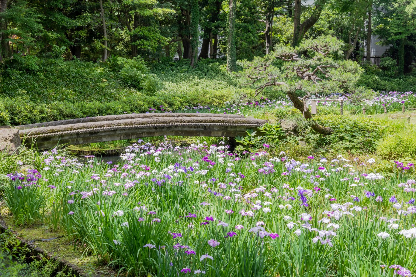 清澄庭園の花菖蒲