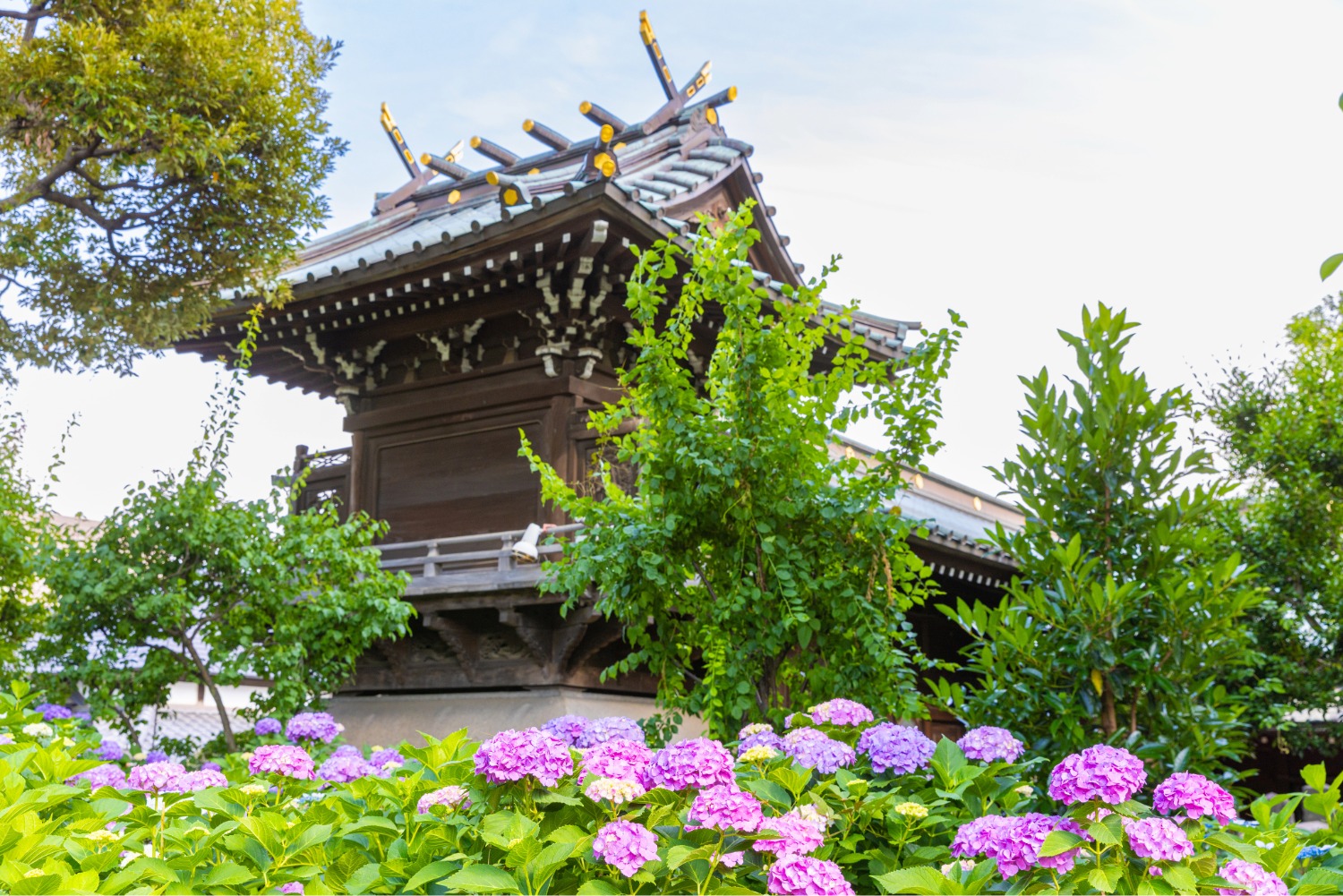 白山神社のあじさい